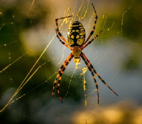 Difference Between Spider & Insects