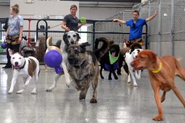 What to Look for in a Doggie Daycare