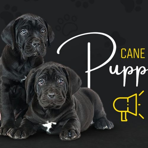 How to Find the Right Cane Corso Puppies for Sale